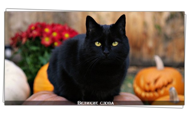 Чёрный кот, перебегающий вам дорогу, означает, что животное куда-то идёт. Не усложняйте жизнь ни себе, ни ему.