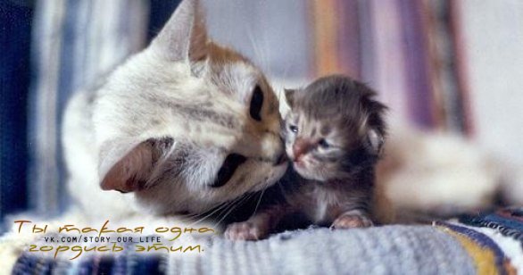 Любовь матери к своим детям- самая сильная любовь на свете...