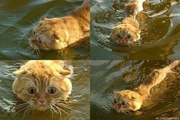 бедный котик... такие глаза, как будто ему страшно до смерти.. А он ведь плавать то не умеет, а все равно плывет! лайкни, если бы ты его спас :)