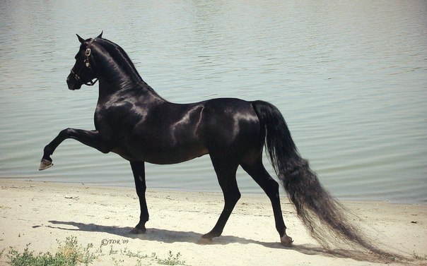 Арабская чистокровная лошадь.