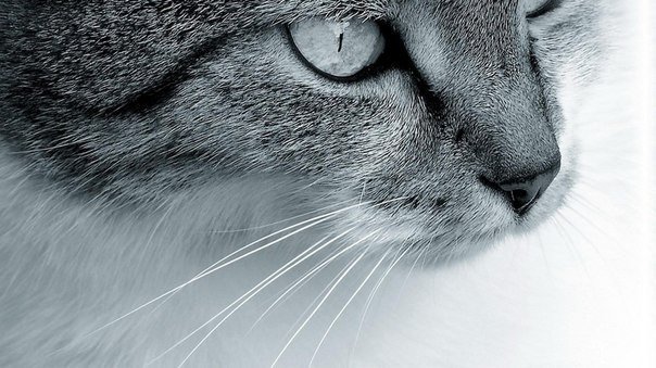 Коты-герои, коты, спасшие жизнь своим хозяевам,коты, благодаря которым не случилось беды...(короткие истории) 