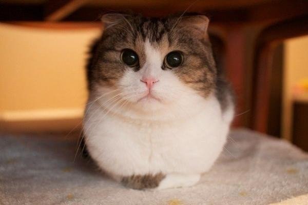 Я толстый, наглый, ленивый... но именно поэтому меня все любят... Я ведь кот. :)