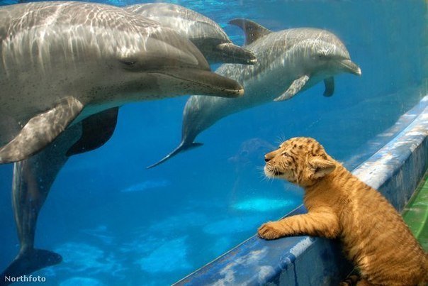В одном из Китайских зоопарков туристы стали свидетелями необычной дружбы. Это милое рыжее создание - полуторамесячный лигренок. Его отец лев, а мама тигрица. Его лучшие друзья - три дельфина, с которыми малыш постоянно "целуется" через стекло океанариума. Лигры - самые крупные из кошачьих и достигают в зрелом возрасте 4-метровой длины. Скоро малый подрастет, и станет размером с дельфина. А детская привязанность останется.