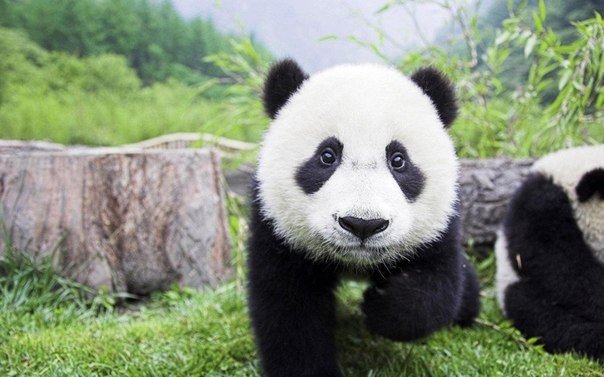 Маленькая Панда в Китайском заповеднике.