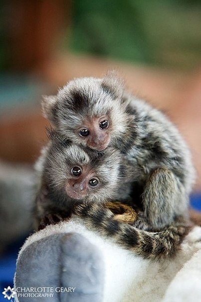 Мармозетка - самая маленькая в мире обезьяна...