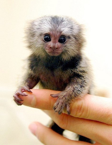Мармозетка - самая маленькая в мире обезьяна...