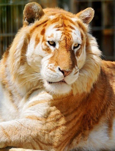 Золотой тигр это самое необычное явление среди тигров. Золотые тигры (Golden Tabby) встречаются еще реже, чем тигры альбиносы. Как и в случае с белыми тиграми, золотые тигры это не отдельный вид, а только изменение в окрасе. Такой необычный цвет тигру придает изменение в генах отвечающих за окрас животного. Золотых тигров всего насчитывается около 30 и увидеть их можно только в неволе. Пока что не устоялось одного наименования этих тигров, некоторые называют их Клубничными тиграми из-за светлого окраса. В основном это бенгальские тигры. Откуда они берут начало ученым пока не удалось выяснить. Золотые тигры несколько крупнее своих собратьев и у них более мягкая шерсть.