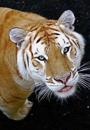 Золотой тигр это самое необычное явление среди тигров. Золотые тигры (Golden Tabby) встречаются еще реже, чем тигры альбиносы. Как и в случае с белыми тиграми, золотые тигры это не отдельный вид, а только изменение в окрасе. Такой необычный цвет тигру придает изменение в генах отвечающих за окрас животного. Золотых тигров всего насчитывается около 30 и увидеть их можно только в неволе. Пока что не устоялось одного наименования этих тигров, некоторые называют их Клубничными тиграми из-за светлого окраса. В основном это бенгальские тигры. Откуда они берут начало ученым пока не удалось выяснить. Золотые тигры несколько крупнее своих собратьев и у них более мягкая шерсть.