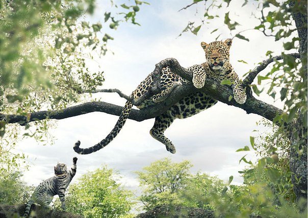 Приключения кота в Африке.