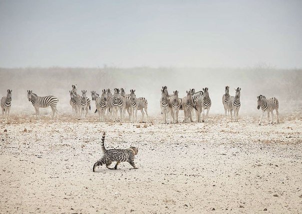 Приключения кота в Африке.