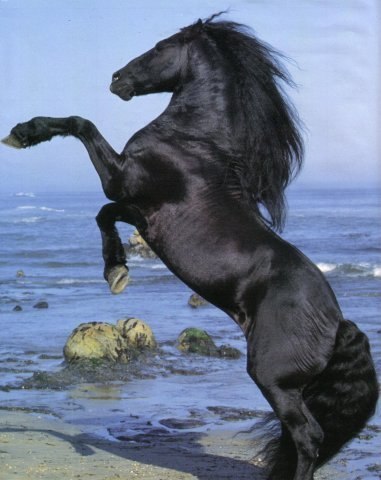 Фризская лошадь.
