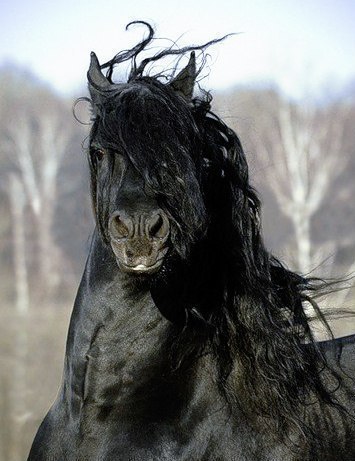 Фризская лошадь.