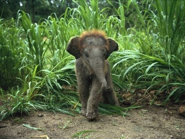 Маленький слоненок, Индия