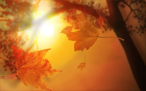 Осень - это настоящий сезон свободы: вместо того, чтобы быть зелеными, листья могут выбирать между желтым, красным, коричневым, оранжевым!