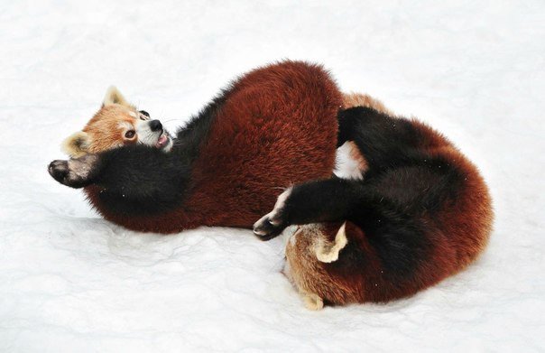 Австрийский фотограф Йозеф Гелернтер сфотографировал двух малых панд, играющих на снегу в венском зоопарке Шёнбрунн.