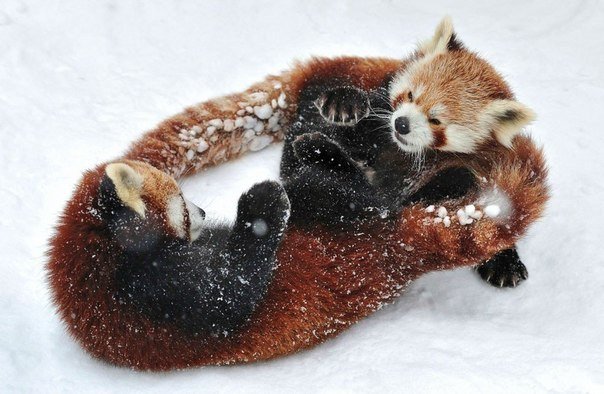Австрийский фотограф Йозеф Гелернтер сфотографировал двух малых панд, играющих на снегу в венском зоопарке Шёнбрунн.