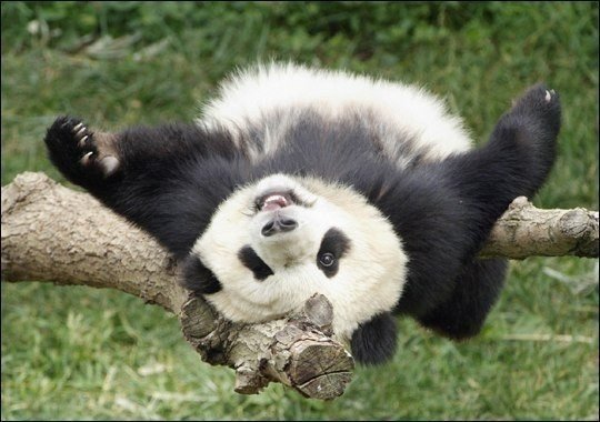 Будьте такими же счастливыми, как эти панды ;)