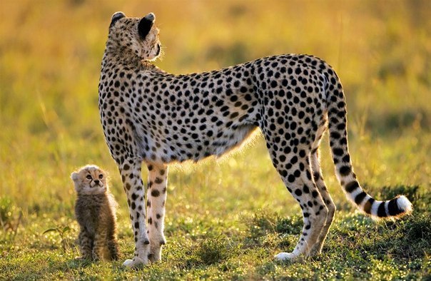 Малыш-гепард с мамой
