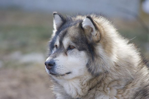 ... аляскинский маламут - домашний волк