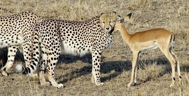 Дружба гепардов и антилопы