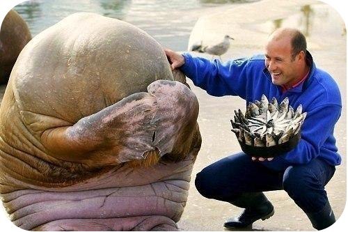 Морж скрывает свое лицо в смущении, когда человек дарит ему пирог, сделанный полностью из рыбы. Так мило..)