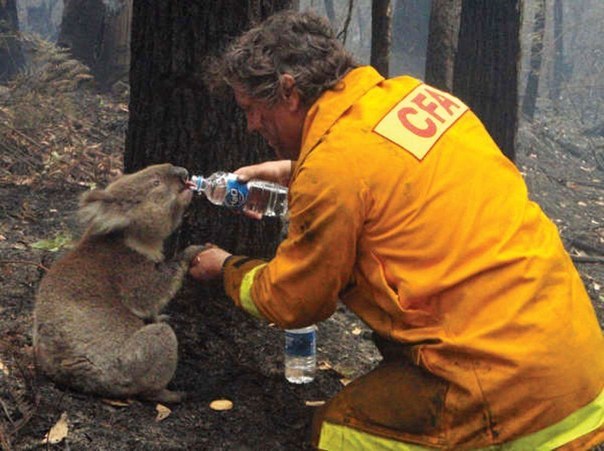 Пожарный дает воду коале во время лесных пожаров, Австралия