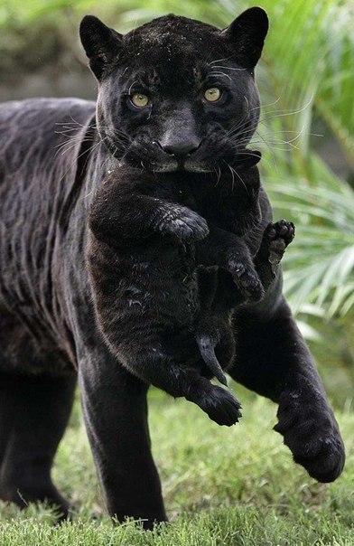 Черная пантера и ее детеныш.
