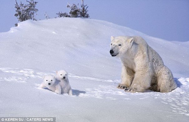 Зимние забавы белых медвежат и их мамы.