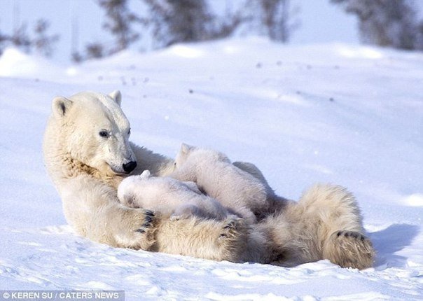 Зимние забавы белых медвежат и их мамы.