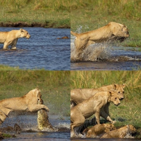 Львица нападает на крокодила чтобы защитить свою семью.