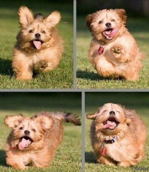 Очень счастливый пёс :)