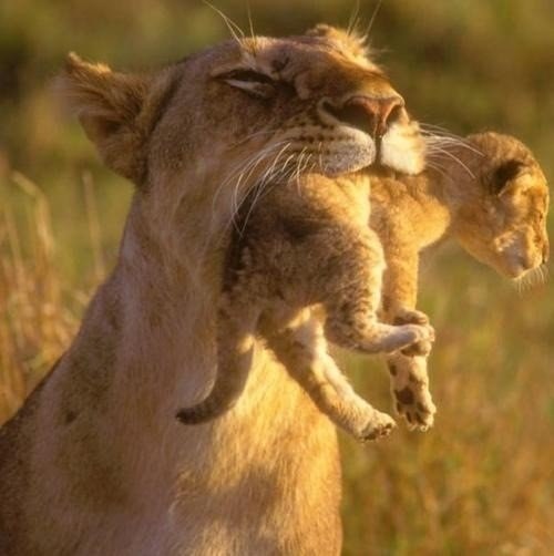 Мамы в мире животных.
