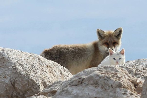 Уже больше одного года, как ванская кошка и лиса стали радостью рыбаков озера Ван в Турции. После совместного поедания брошенной рыбаками рыбы, ванская кошка и лиса начинают вместе играть.