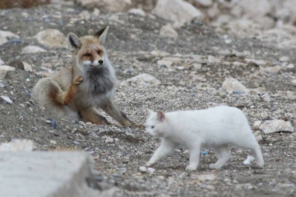 Уже больше одного года, как ванская кошка и лиса стали радостью рыбаков озера Ван в Турции. После совместного поедания брошенной рыбаками рыбы, ванская кошка и лиса начинают вместе играть.