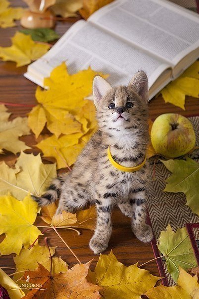 Осеннний котёнок