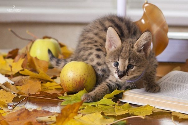 Осеннний котёнок