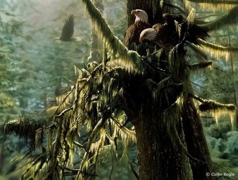 Красота дикой природы в картинах Коллина Богла