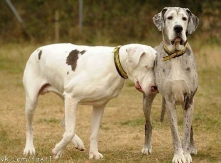 Собака по кличке Лила была щенком, когда ей поставили диагноз - полное отсутствие зрения. Она в то время жила с датским догом, который взял ее под свое "крыло".