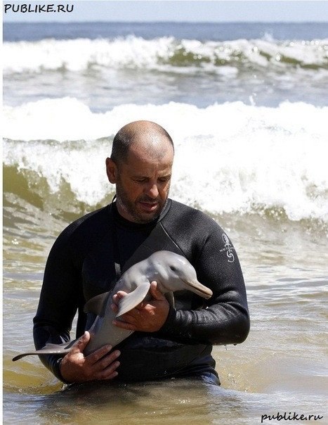 Дельфиненок-сирота. Этот мужчина кормит детёныша дельфина, найденного выброшенным на берег ещё с пуповиной.