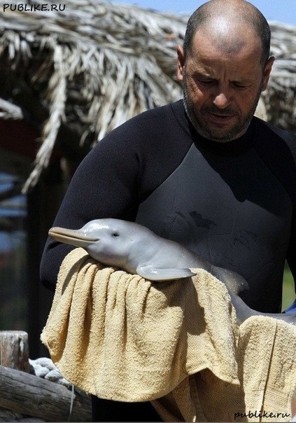 Дельфиненок-сирота. Этот мужчина кормит детёныша дельфина, найденного выброшенным на берег ещё с пуповиной.