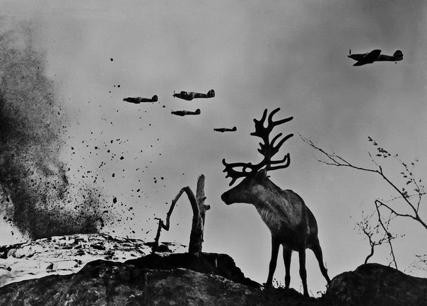 Знаменитая в своё время фотография: "олень Яша на войне".