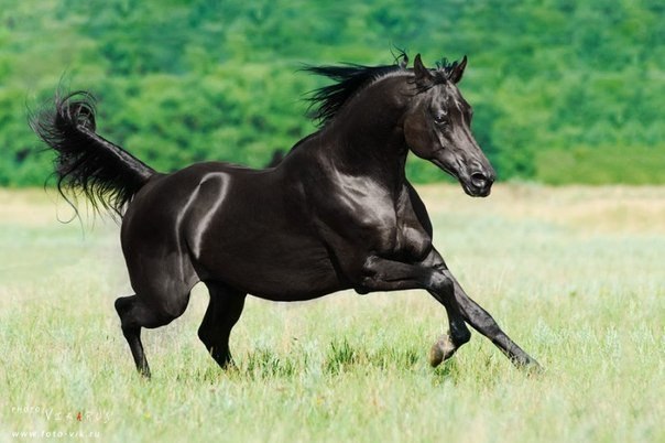 Чистокровная арабская лошадь.