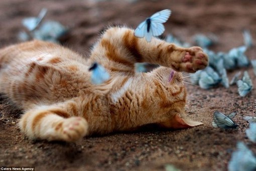 Кот и бабочки