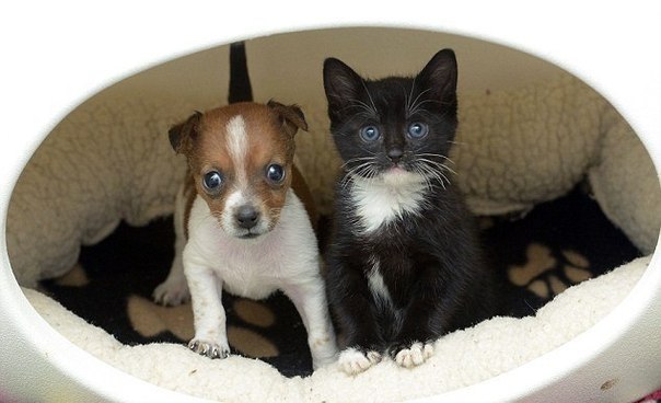 Два малыша, котенок и щенок, оба женского пола, подружились в английском приюте для животных Battersea Cats and Dogs Home и сейчас считают друг друга родственниками.