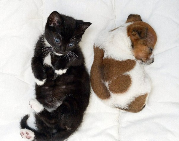 Два малыша, котенок и щенок, оба женского пола, подружились в английском приюте для животных Battersea Cats and Dogs Home и сейчас считают друг друга родственниками.