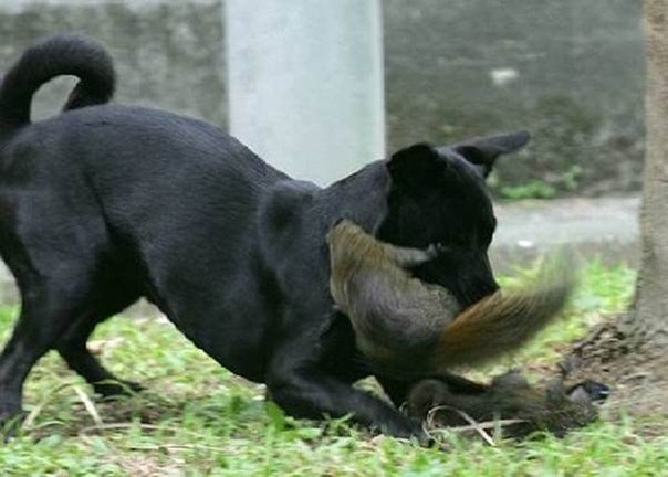 Белка спасает бельчонка от собаки.