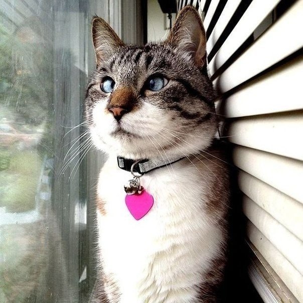 "Спанглс" - самый милый косоглазый кот в интернете.