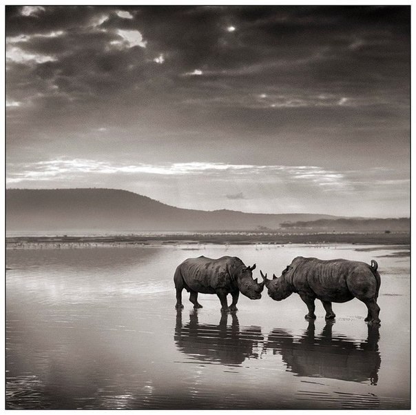 Африка в фотографиях Ника Брандта