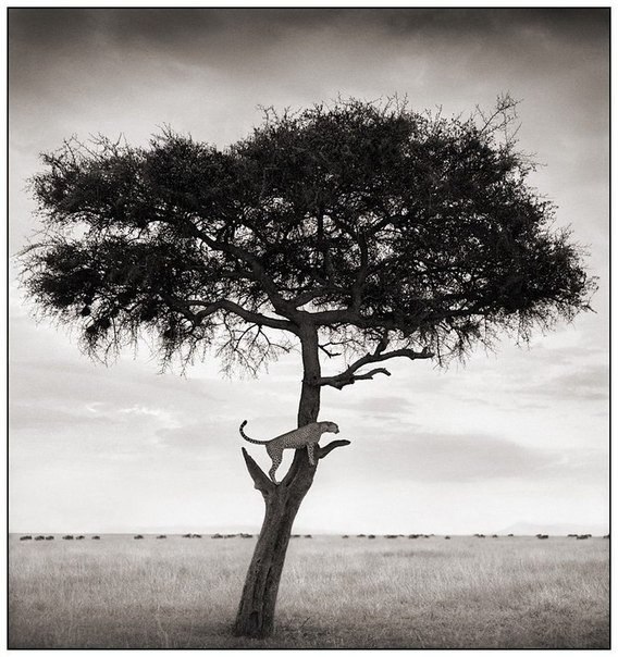 Африка в фотографиях Ника Брандта
