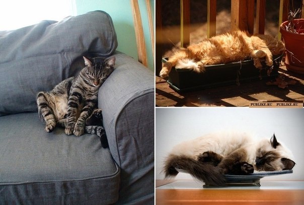Кот может уснуть в любой позе.